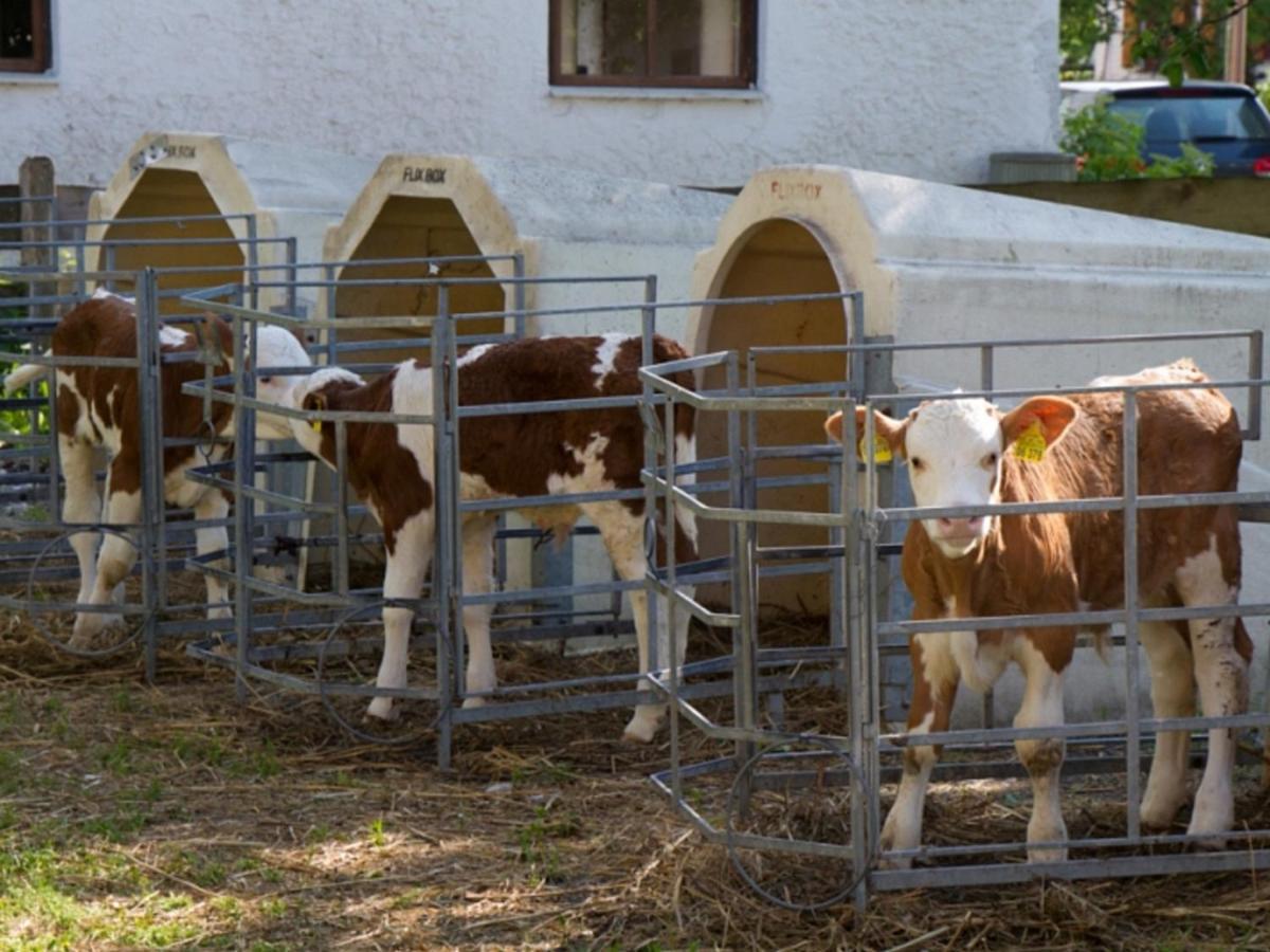 Koenig Andrea Schwaigerhof Rottau Villa Dış mekan fotoğraf